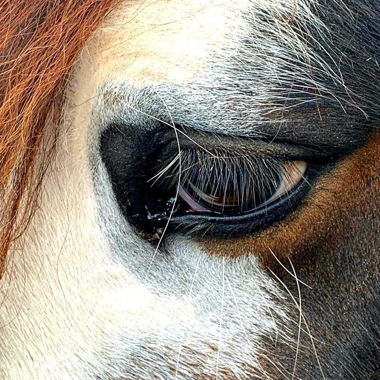 Close-up van een paardenoog, met details van de iris, wimpers en de omringende vacht, met een mix van bruine, zwarte en witte kleuren.