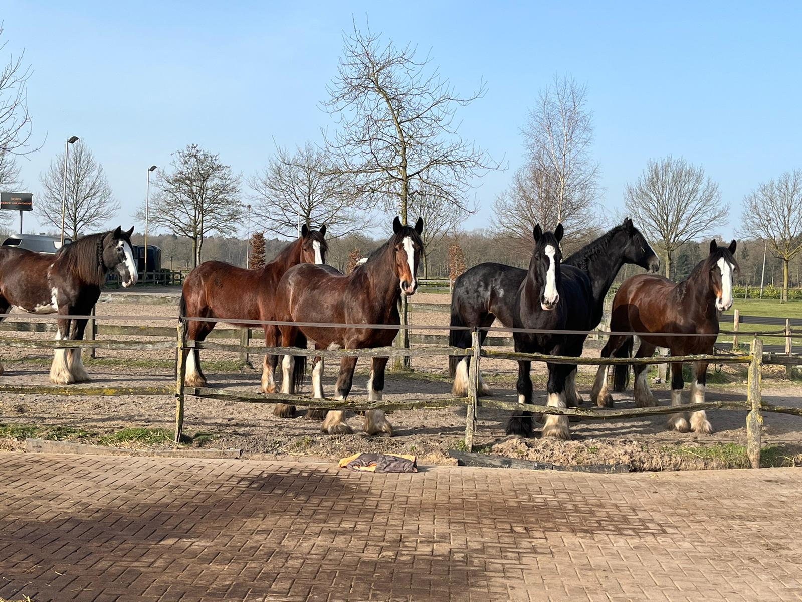 Paarden van verschillende kleuren staan ​​achter een houten hek in een zonnige buitenomgeving.