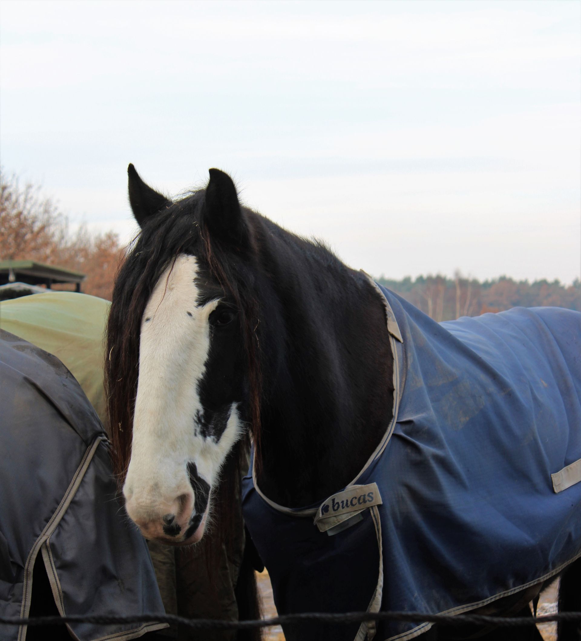 Zwart paard met wit gezicht, gehuld in een blauwe deken, staat buiten.