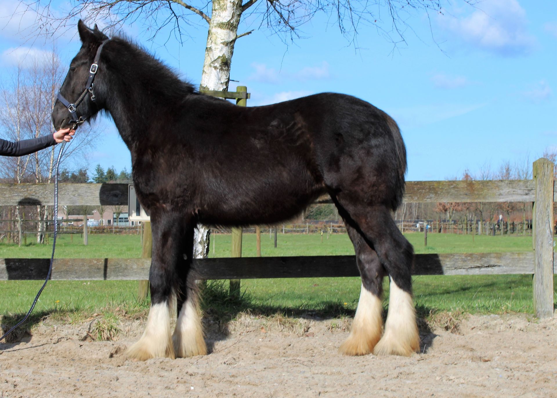 Een zwart paard met witte beenaftekeningen staat in een omheinde ruimte en wordt door een persoon vastgehouden.