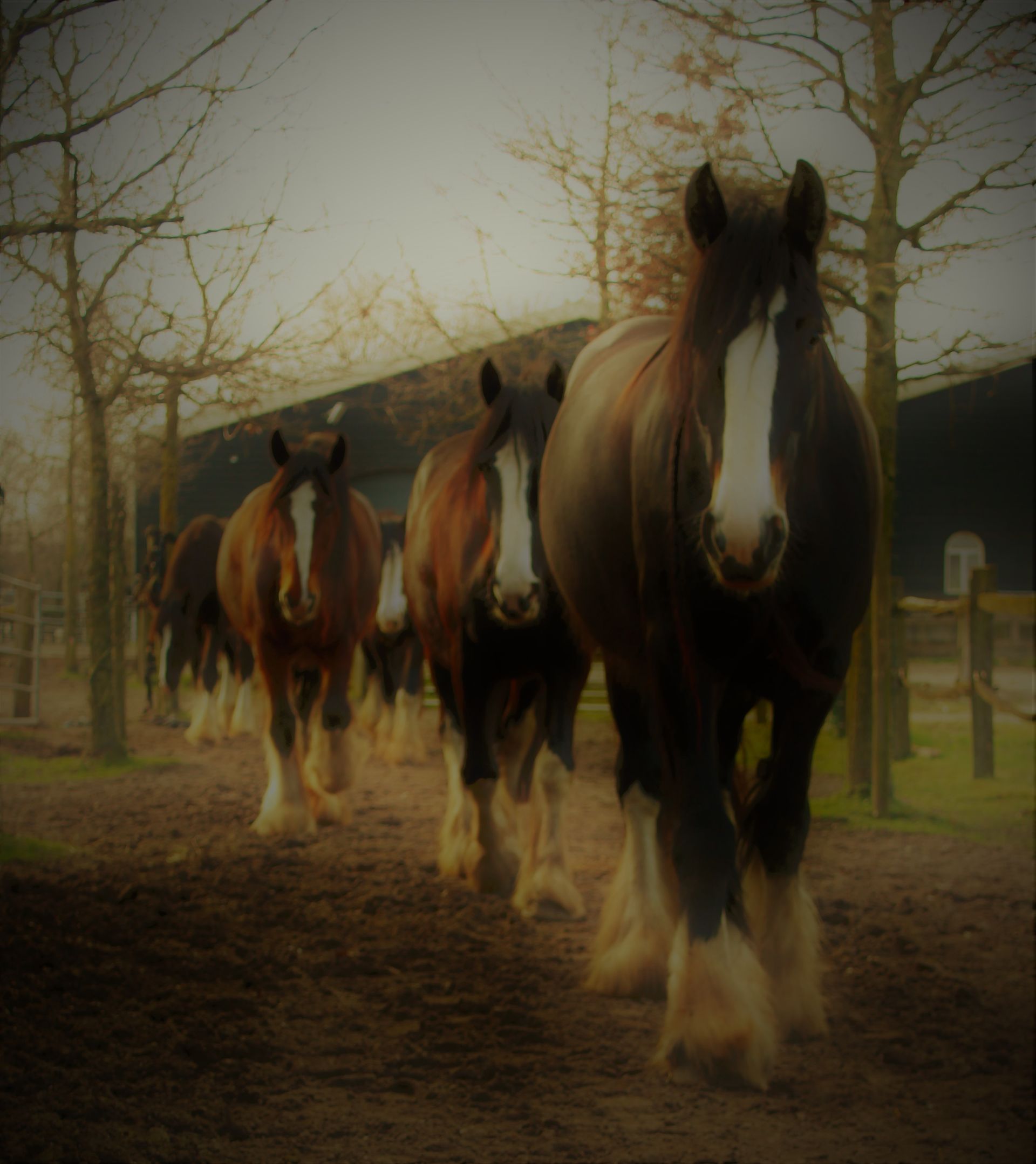 Bruine trekpaarden met witte vlekken op hun gezicht lopen in een rij over een modderig pad naar de kijker toe.