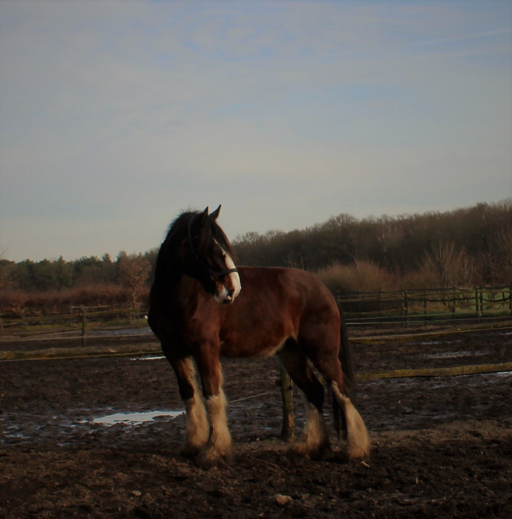 Een bruin Shire-paard met behaarde benen staat in een modderig veld en kijkt naar links.