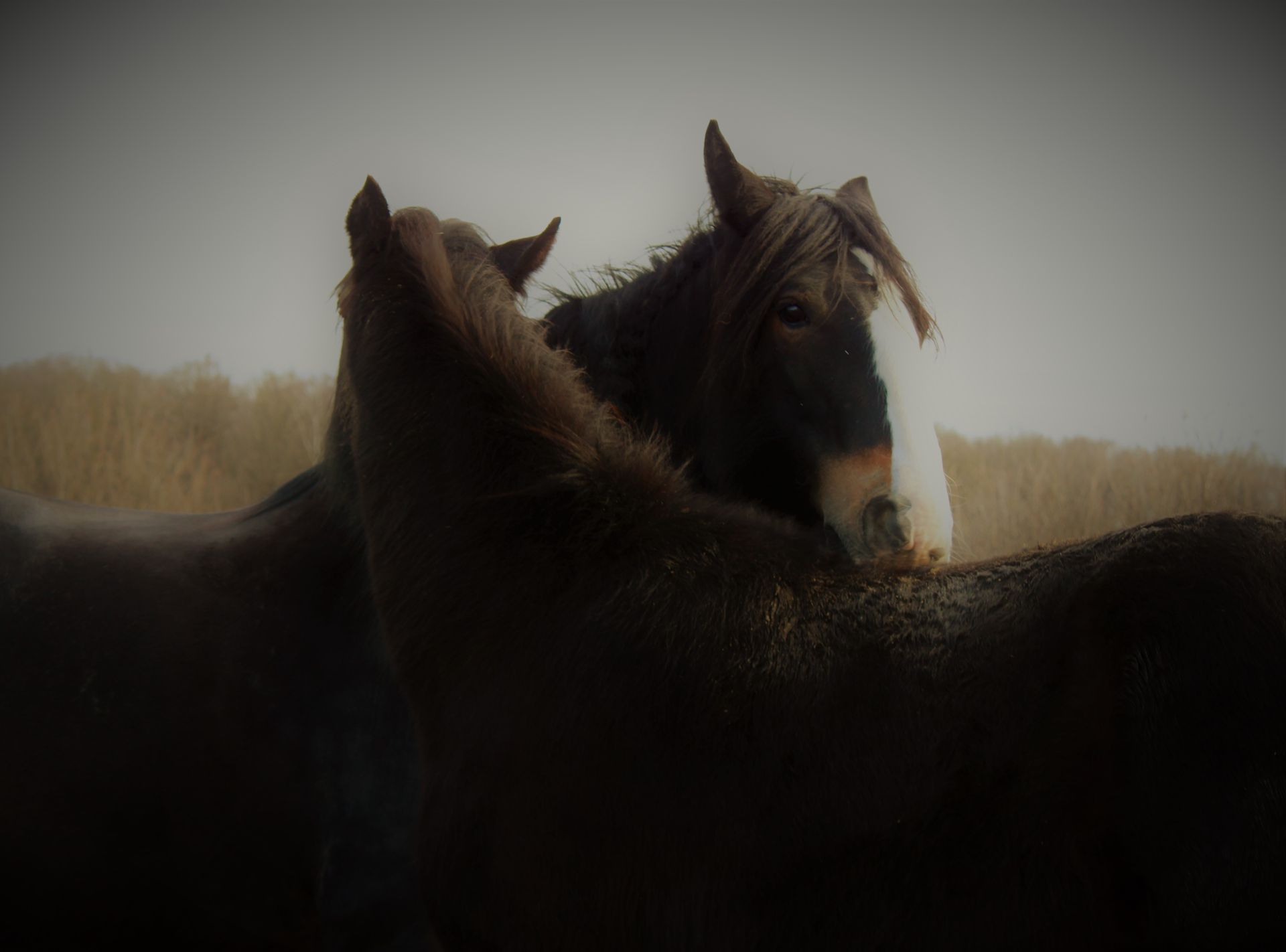 Twee donkerharige paarden, waarvan één met een wit gezicht, staan ​​elkaar te knuffelen in een veld onder een wazige hemel.
