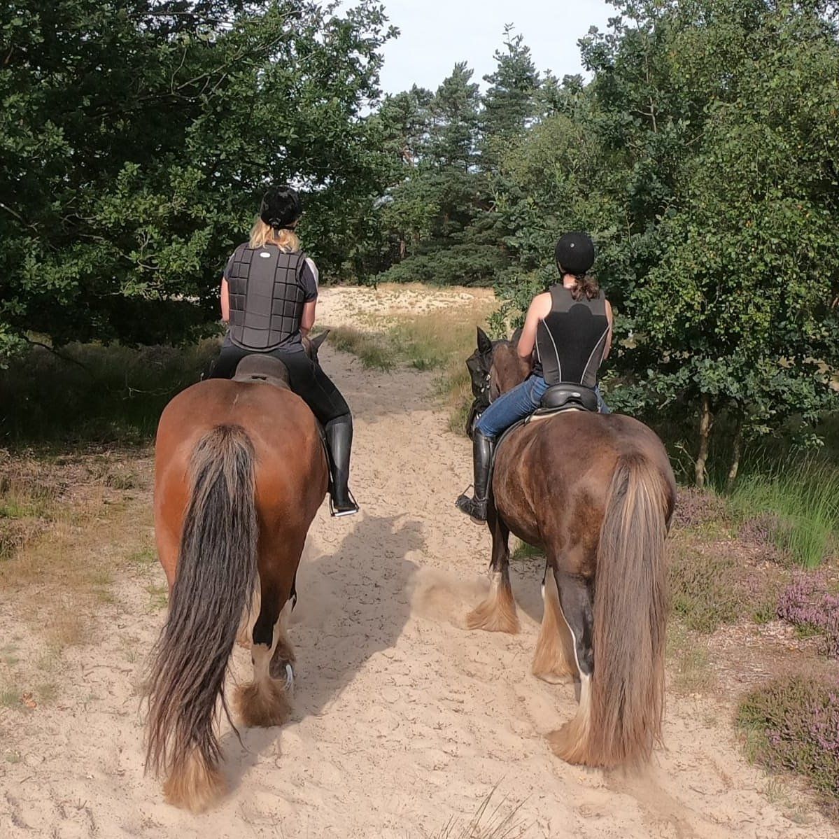 Twee mensen rijden op bruine paarden over een zandpad door een bosrijk gebied.