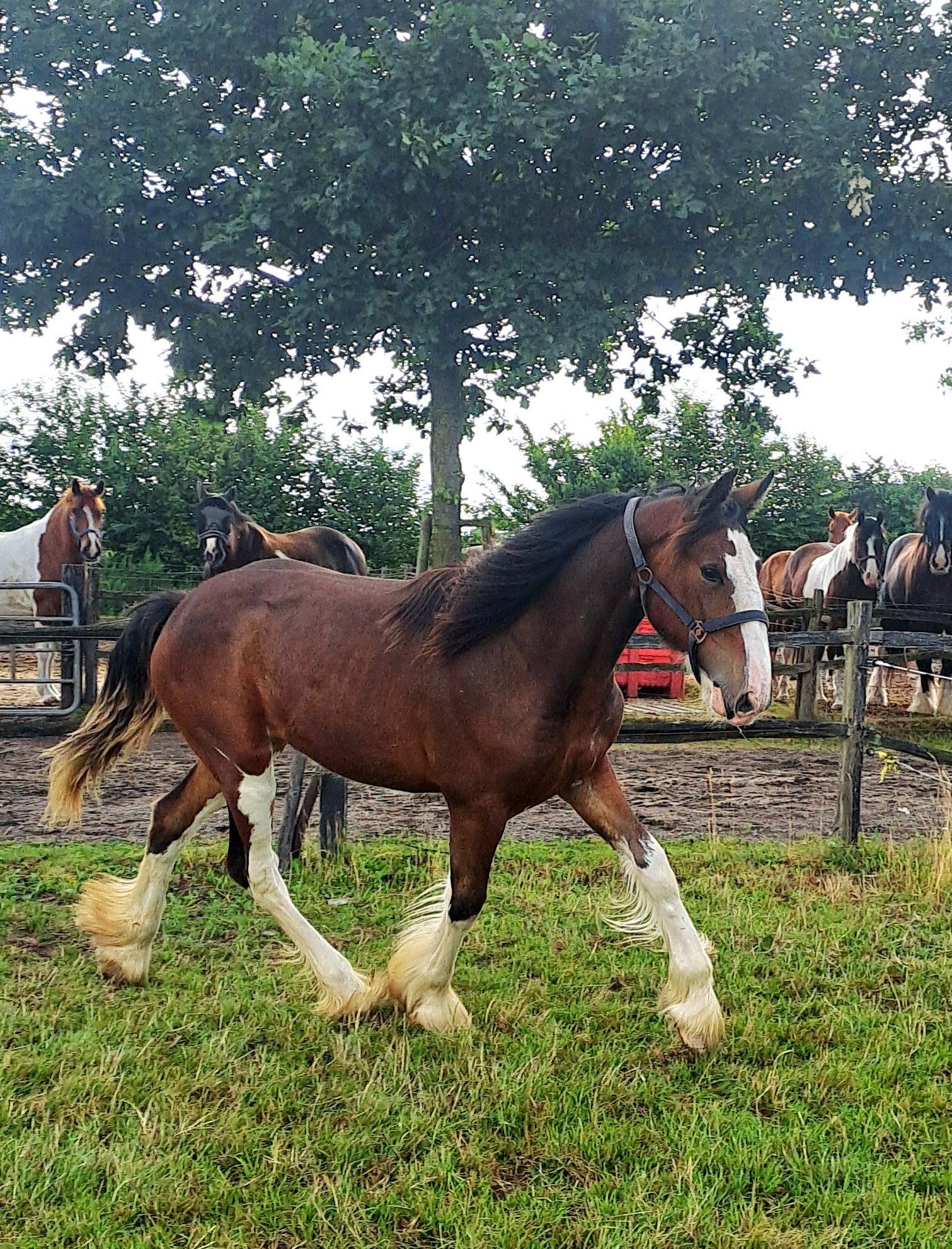 Bruin trekpaard met witte beenaftekeningen rent in een grasveld; andere paarden staan ​​achter een hek.