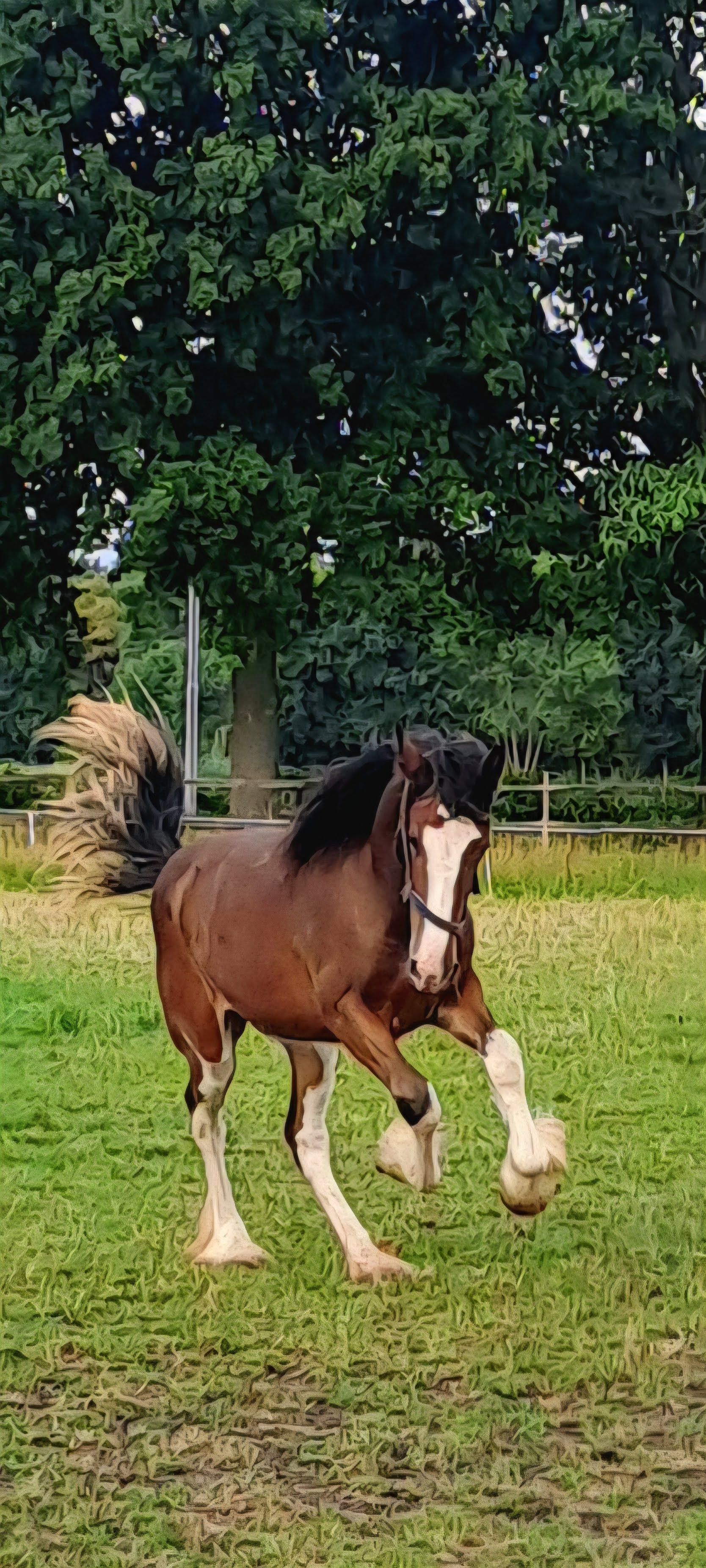 Een bruin paard met witte aftekeningen op zijn benen rent over een groen veld. Daarachter ligt een donkergroen bos.