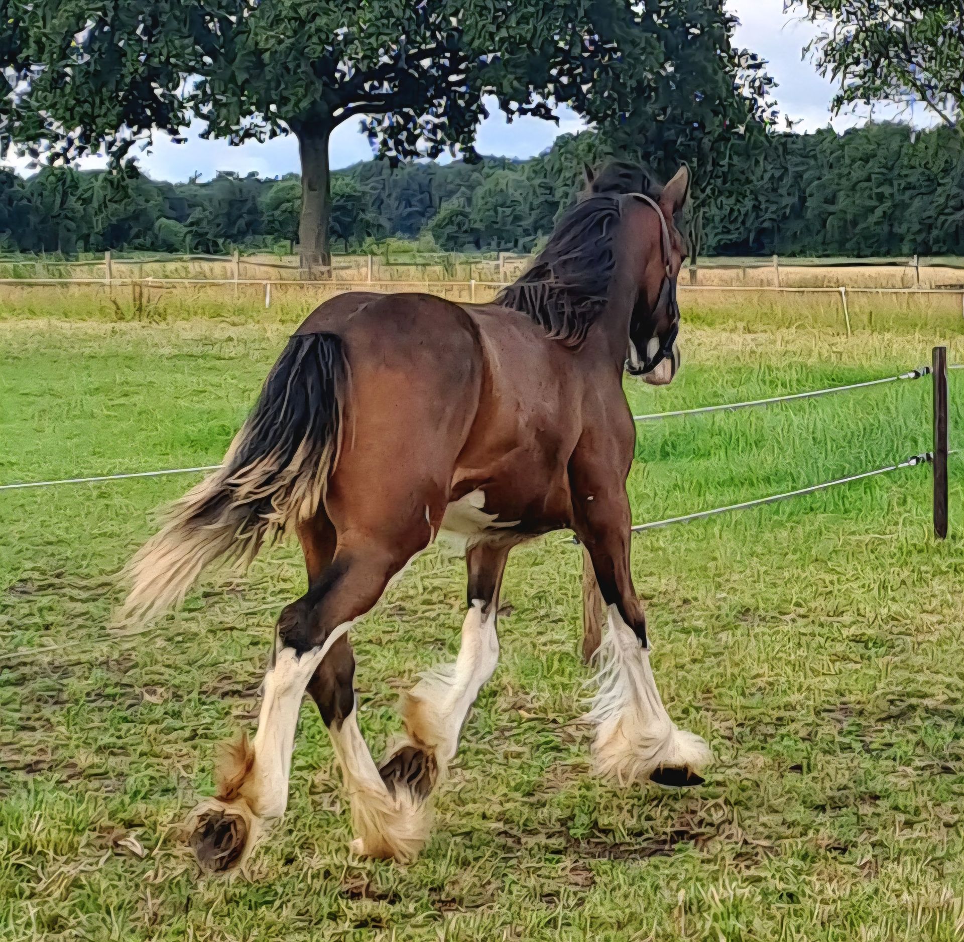 Bruin paard met witte beenbeharing, rennend in een grasveld.