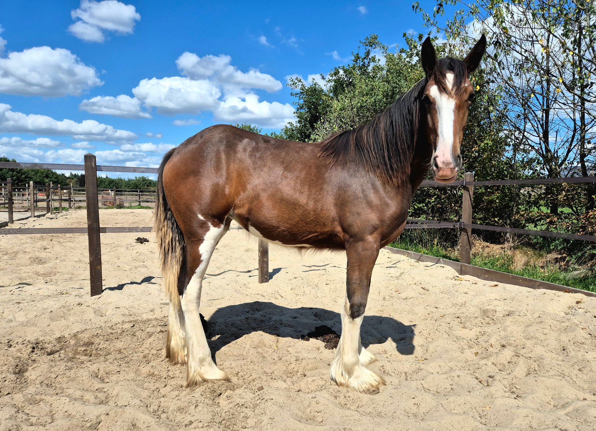 Een bruin paard met witte aftekeningen staat in een zanderige omheining onder een blauwe hemel.