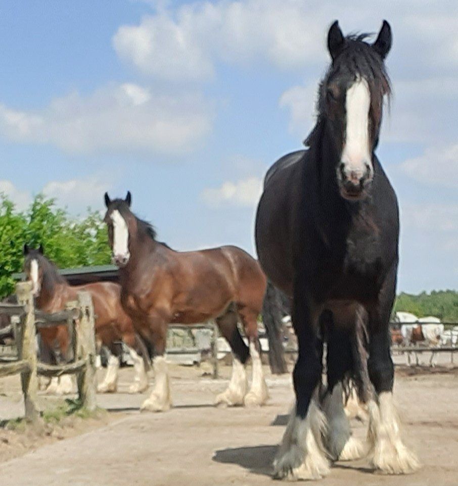 Drie grote trekpaarden in een zonnige buitenomgeving; het dichtstbijzijnde paard is zwart met witte aftekeningen.