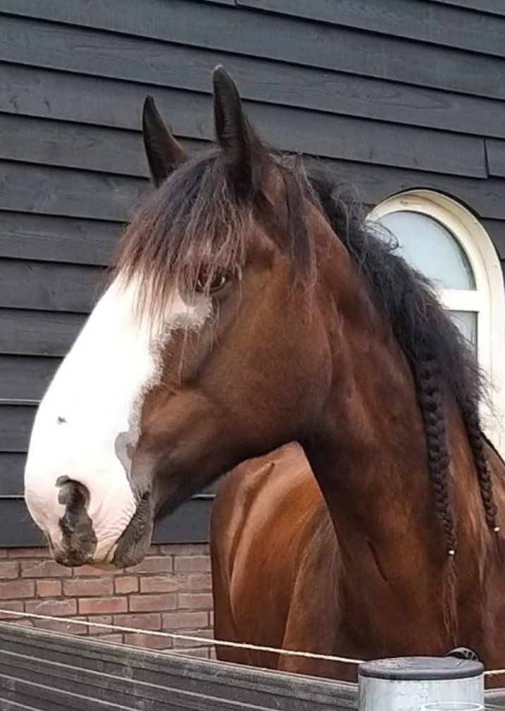 Bruin paard met wit gezicht en gevlochten manen, vlakbij een houten gebouw.