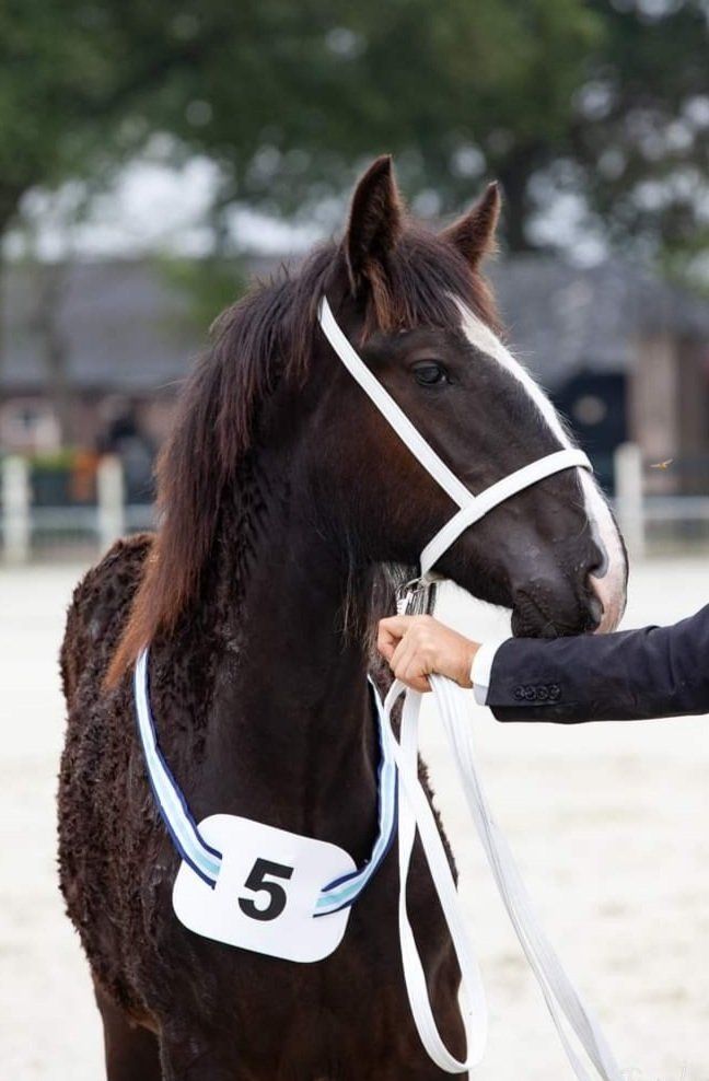 Donkerbruin paard met een wit halster en lint, staand in een showring. Nummer 5 op zijn borst.