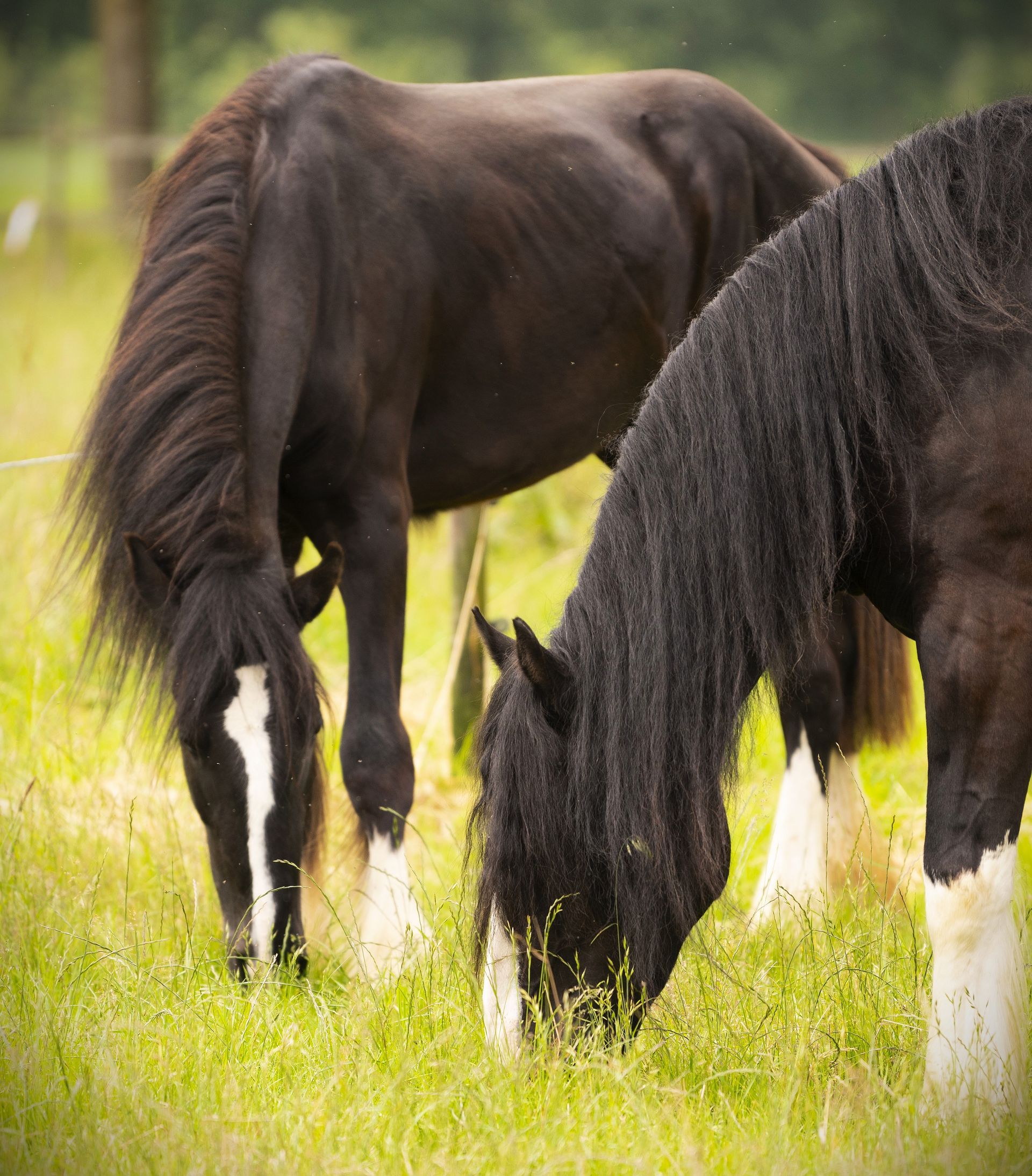Twee zwarte paarden grazen in een grasveld; een van hen heeft een witte bles op zijn gezicht en witte sokken.