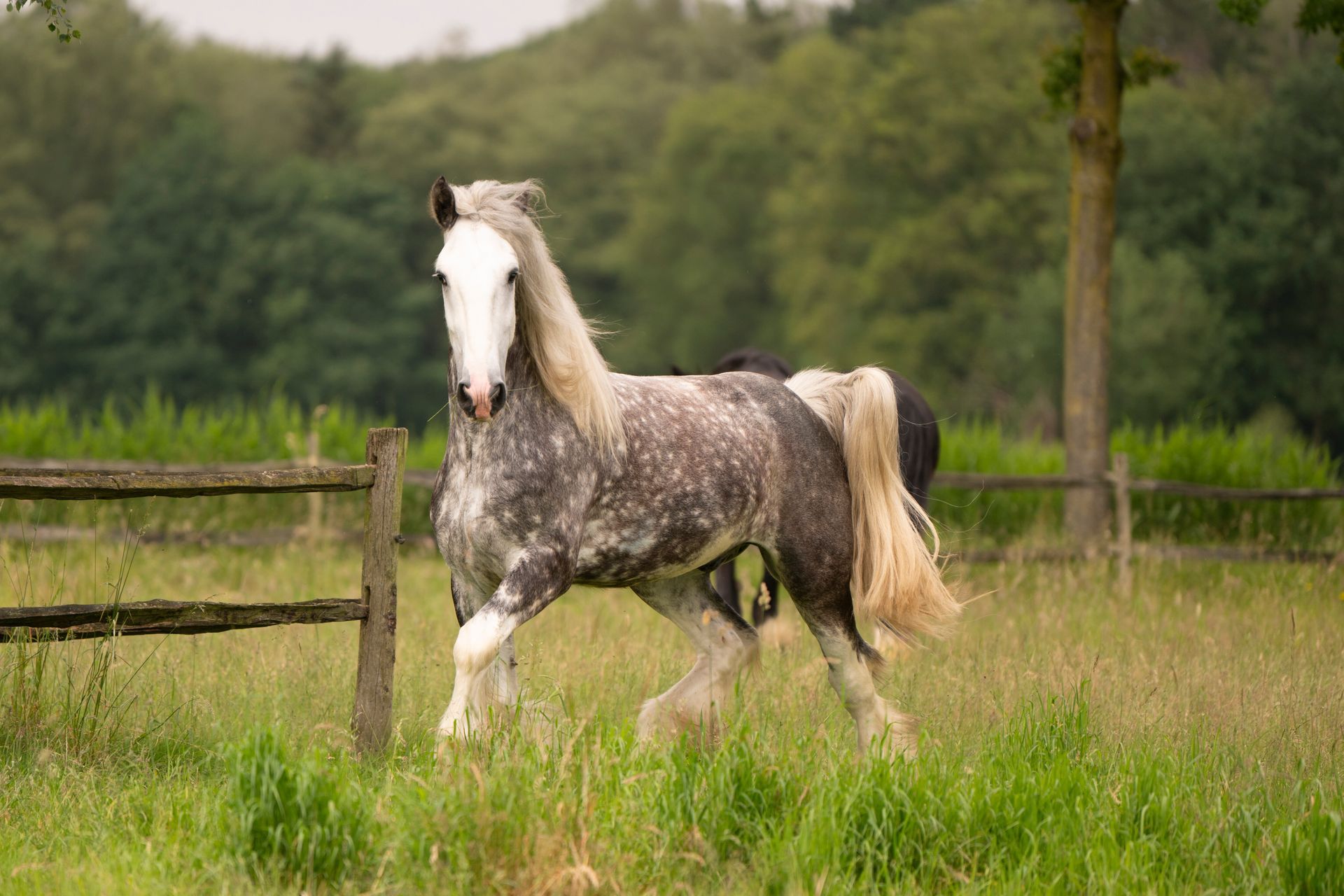 Een gevlekt grijs-wit paard met lange manen en staart rent in een grasveld.