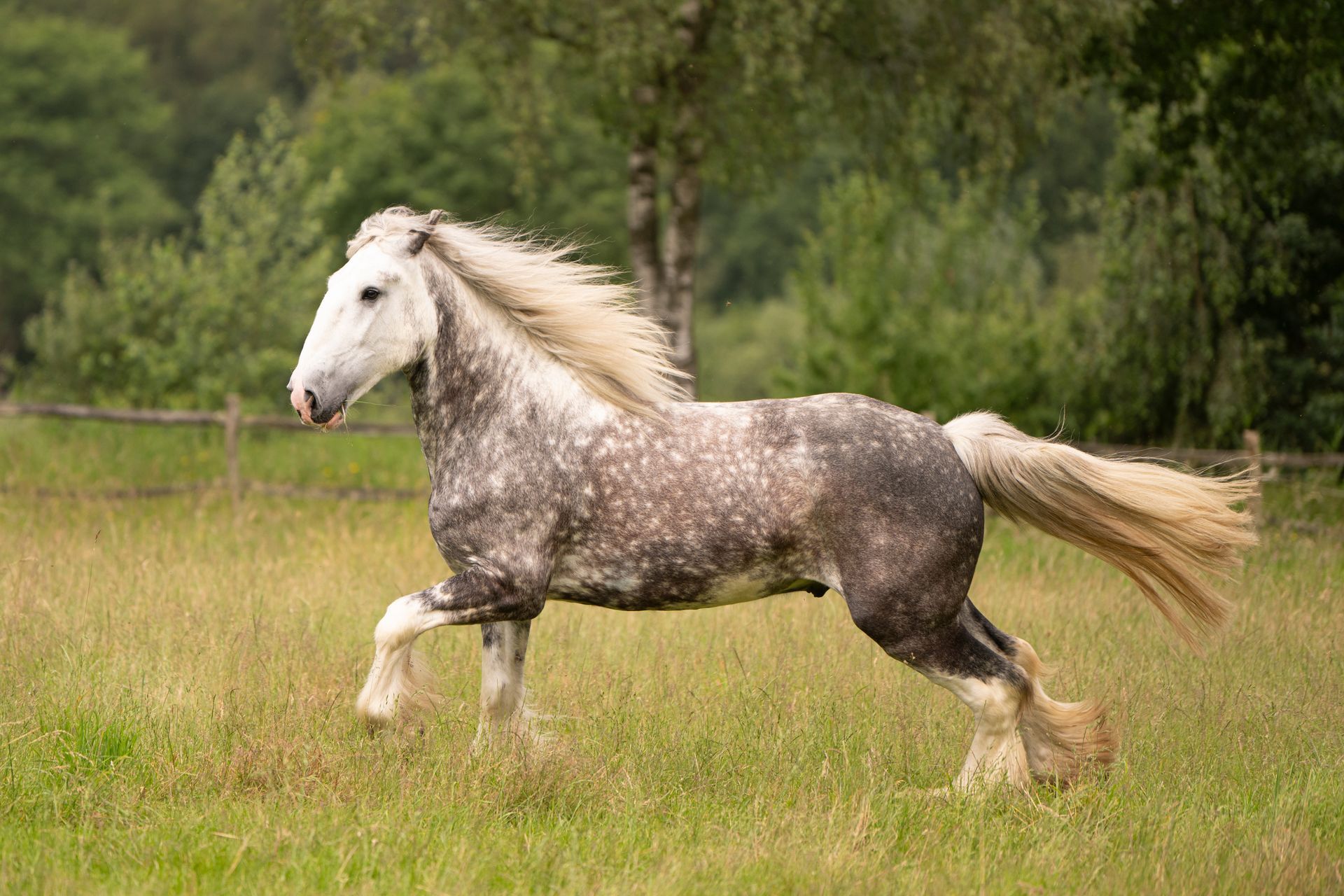 Een gevlekt grijs paard galoppeert in een grasveld, met een witte manen en staart.