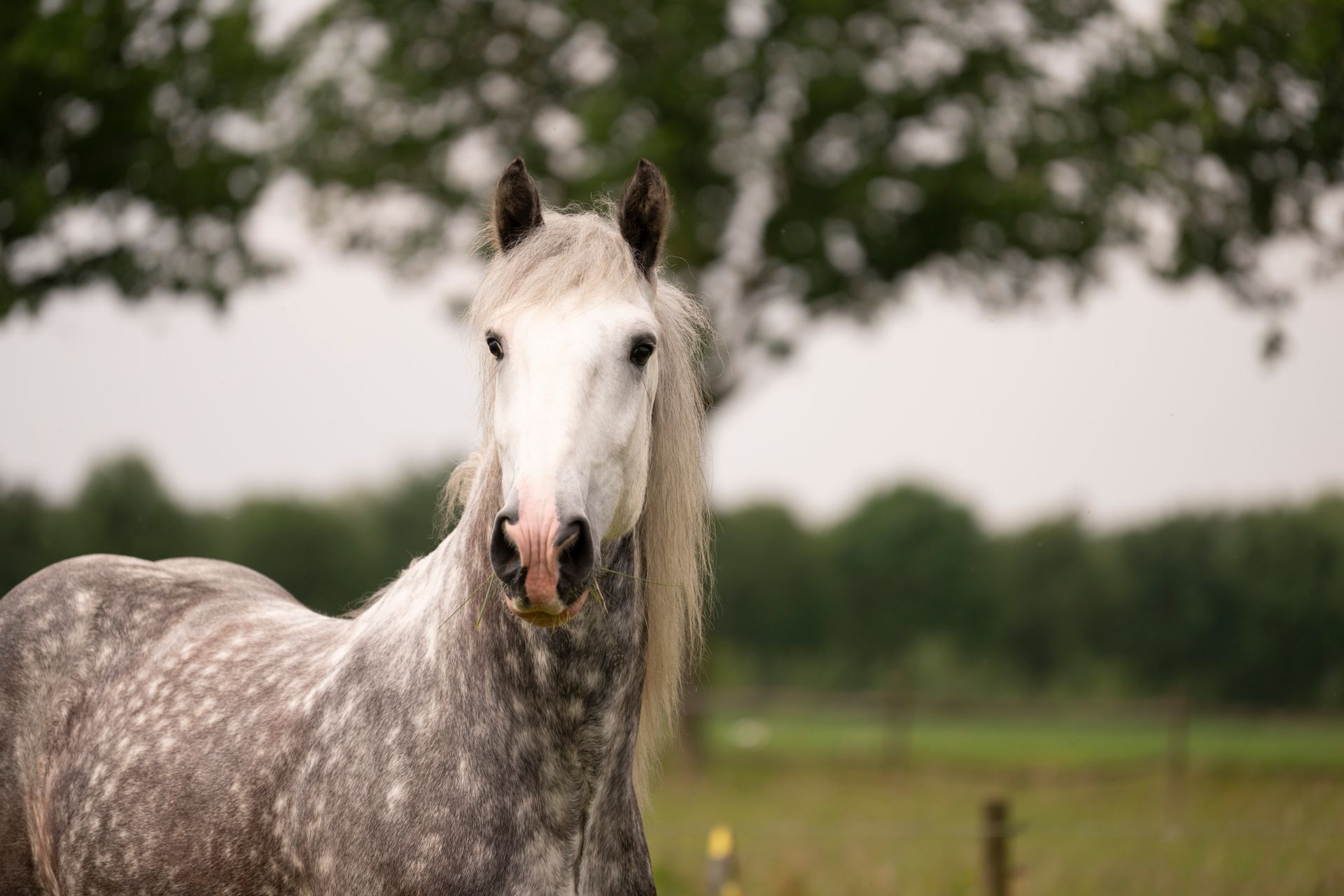 Grijs paard met lange manen in een veld, kijkend naar de camera.
