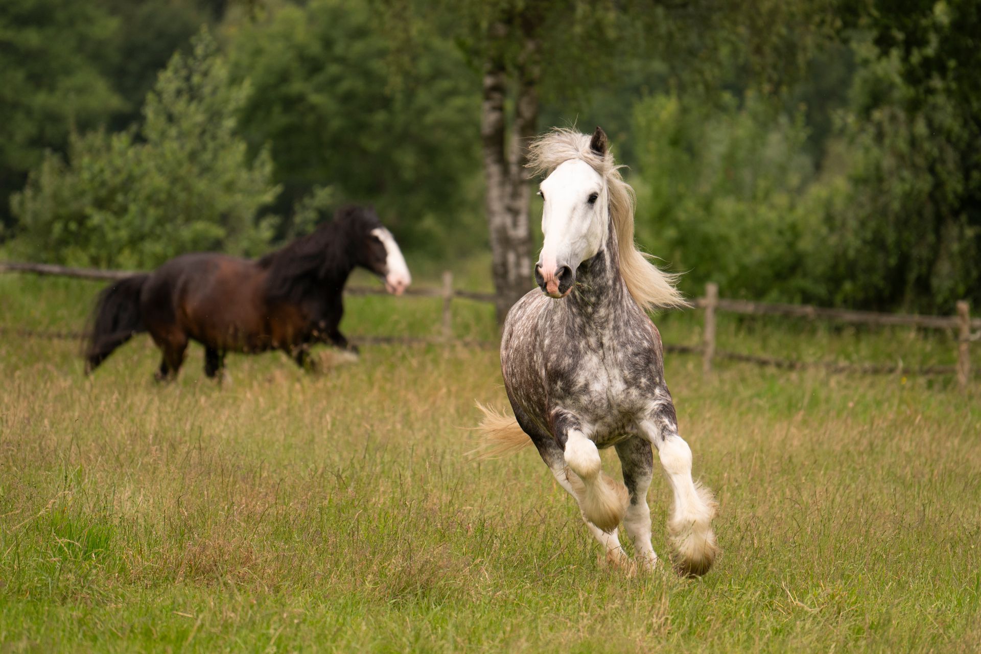 Twee paarden rennen in een grasveld; een grijs-wit paard, een donkerbruin paard, met bomen op de achtergrond.