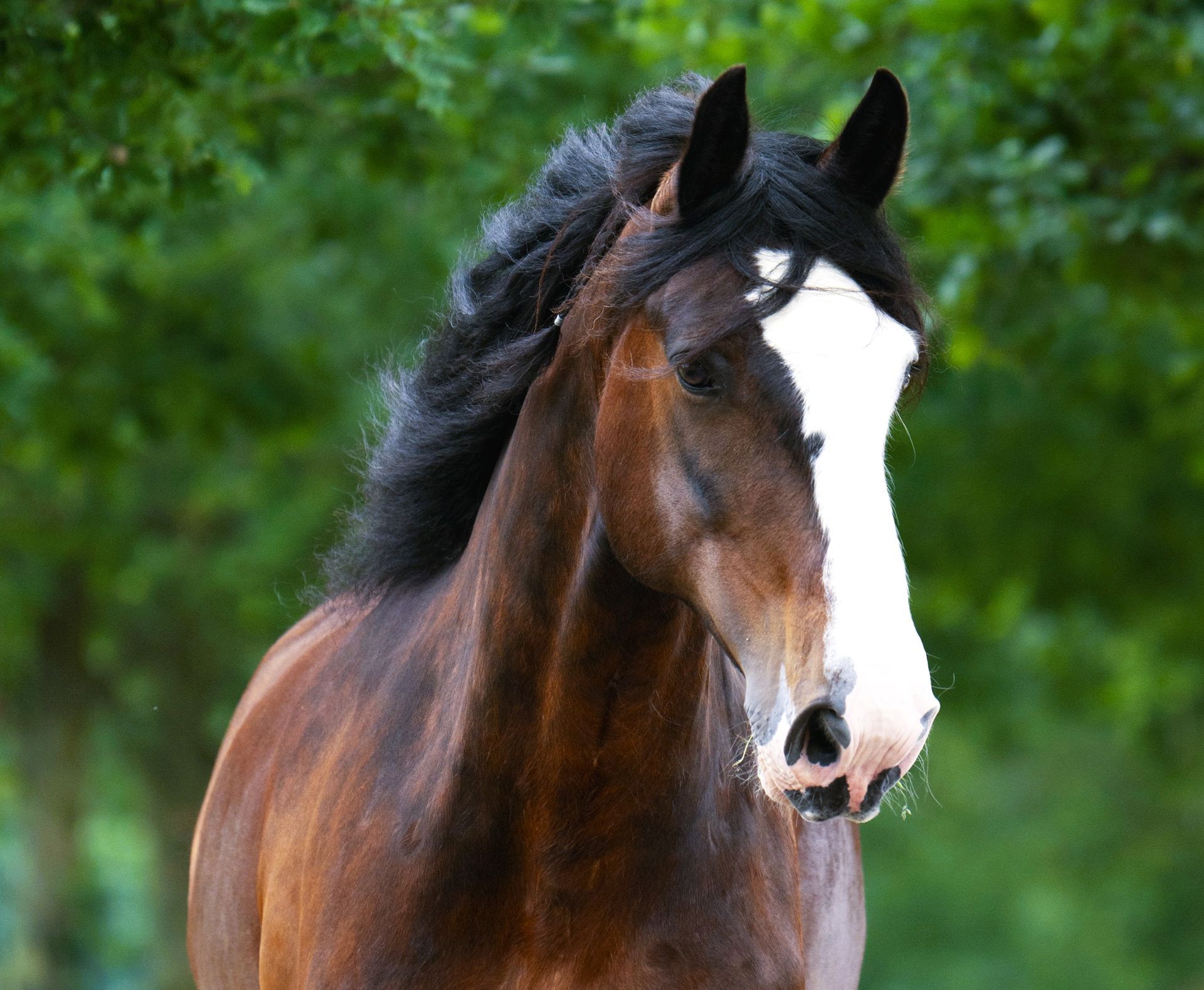 Bruin paard met een wit gezicht en zwarte manen, staand in de buitenlucht tegen een groene achtergrond.