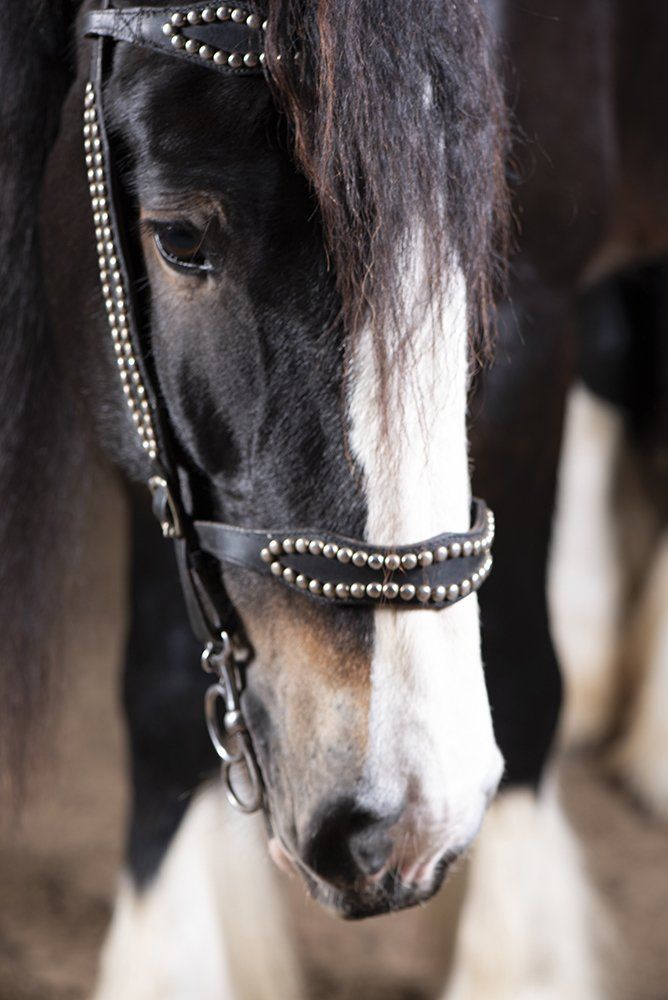 Close-up van een zwart-wit paard met een met studs bezet leren hoofdstel.