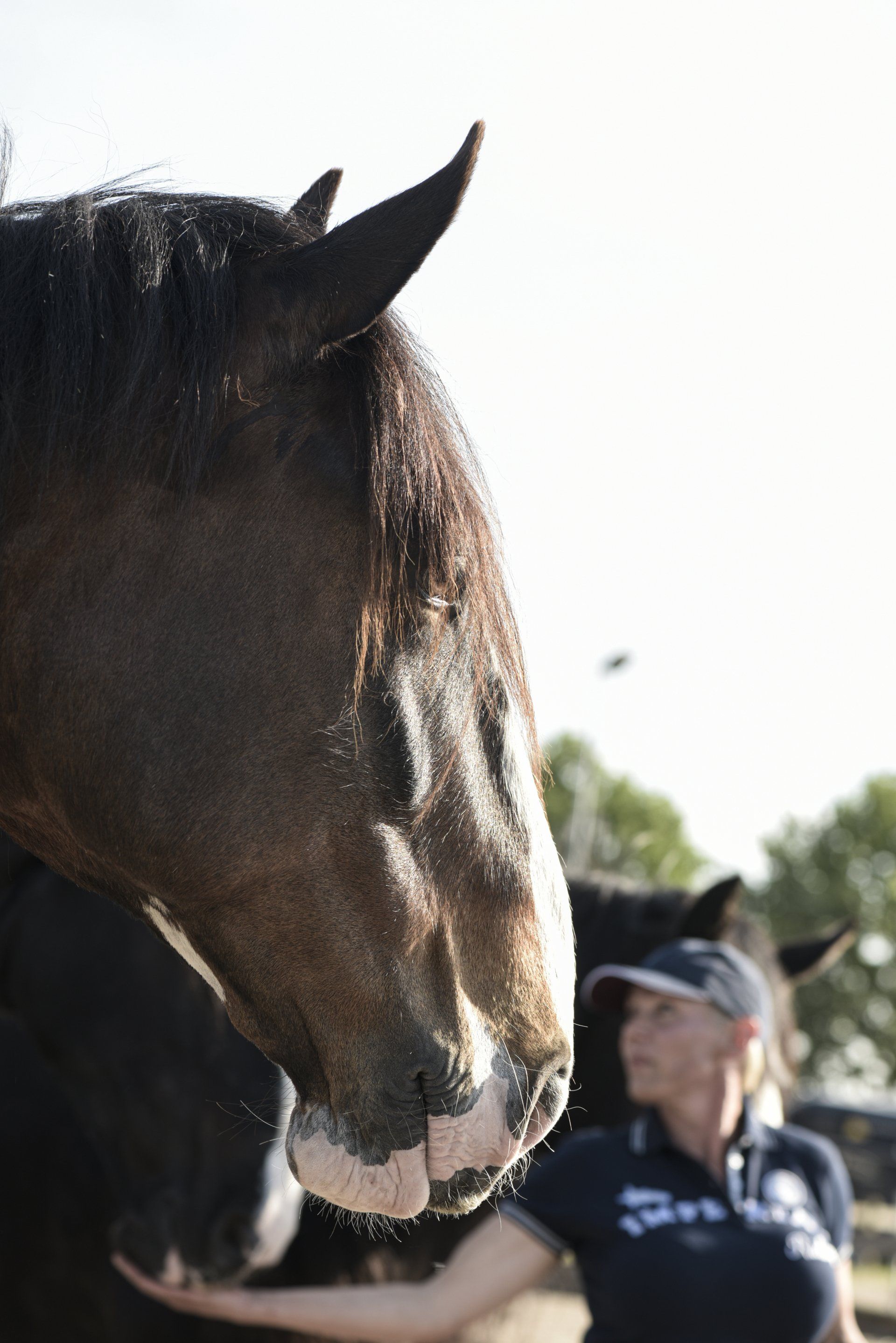 Een close-up van een paardenhoofd, met iemand die het buiten aait op een zonnige dag. Het paard is bruin en de persoon draagt ​​een hoed.