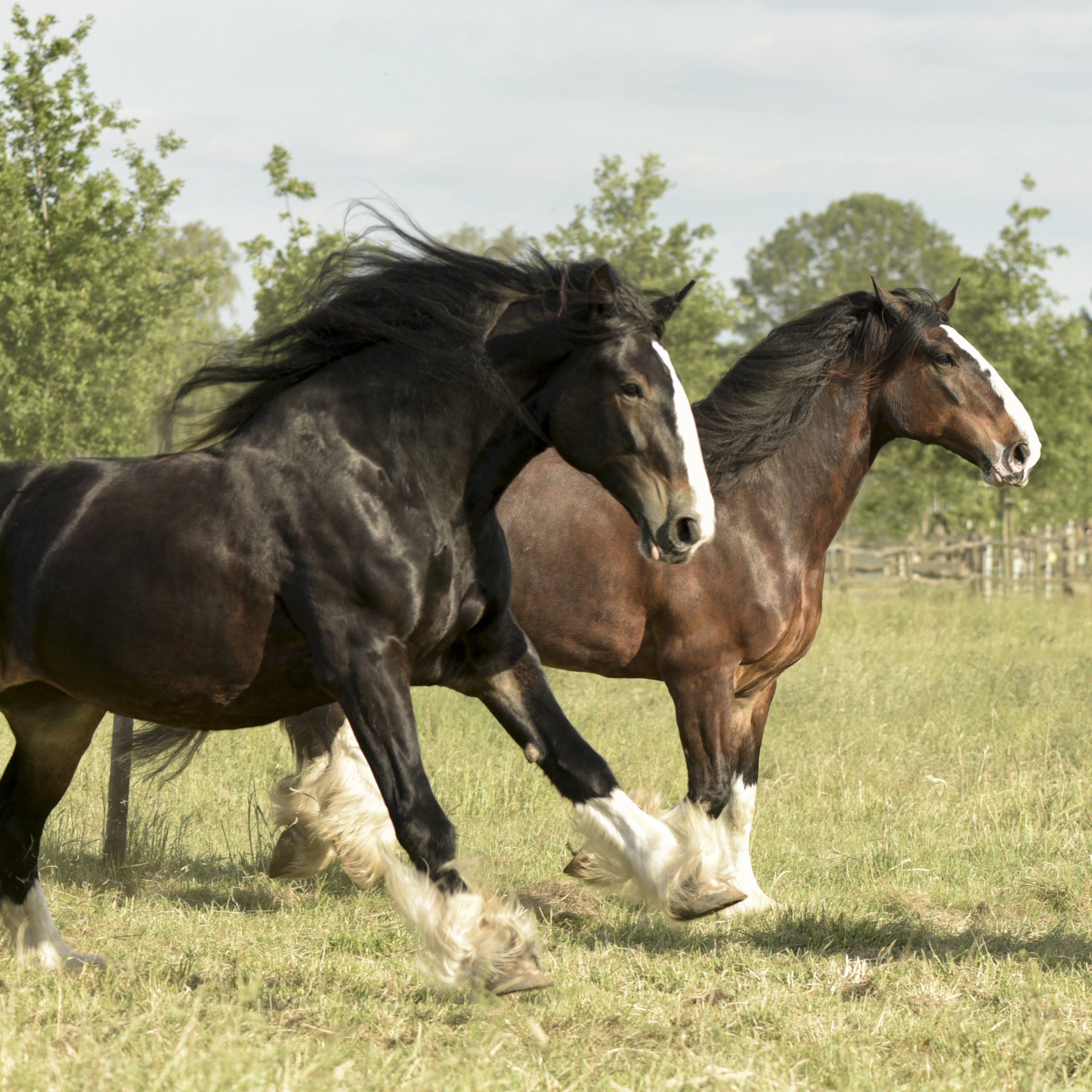 Twee trekpaarden rennen in een grasveld, een zwarte en een bruine.