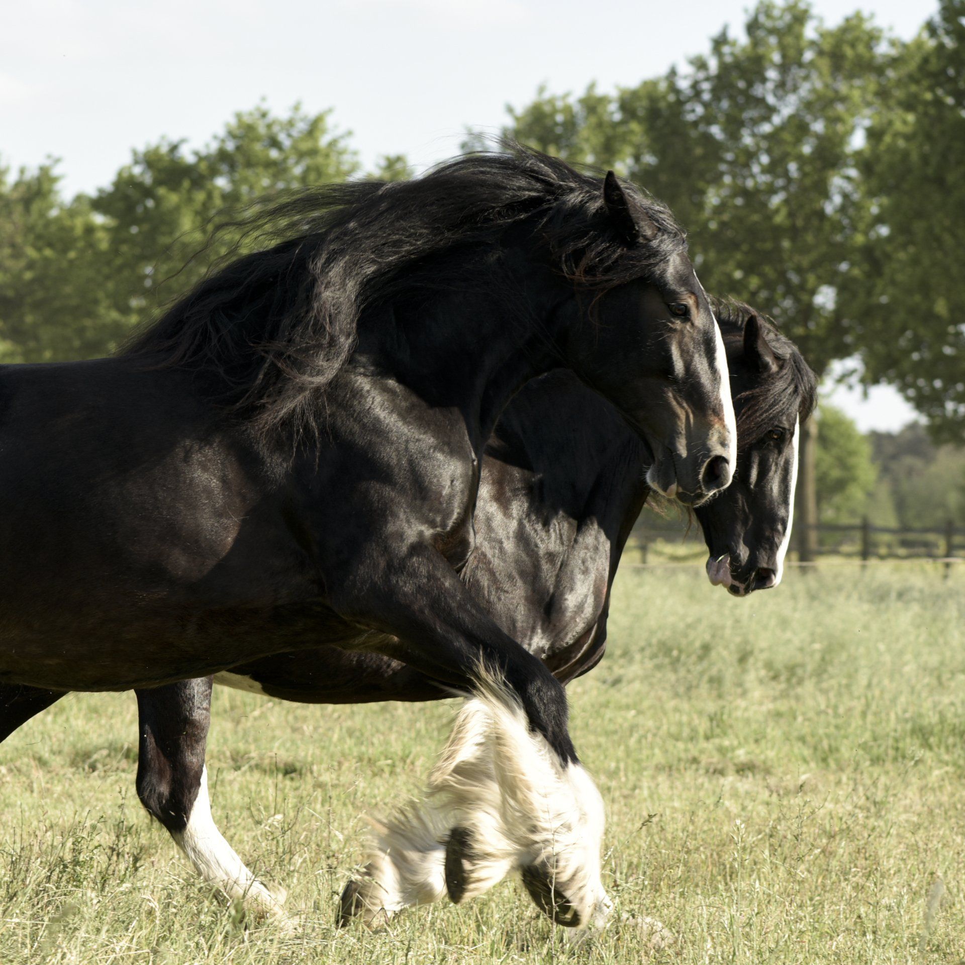 Twee zwarte paarden met witte beenbeharing rennen in een grasveld.