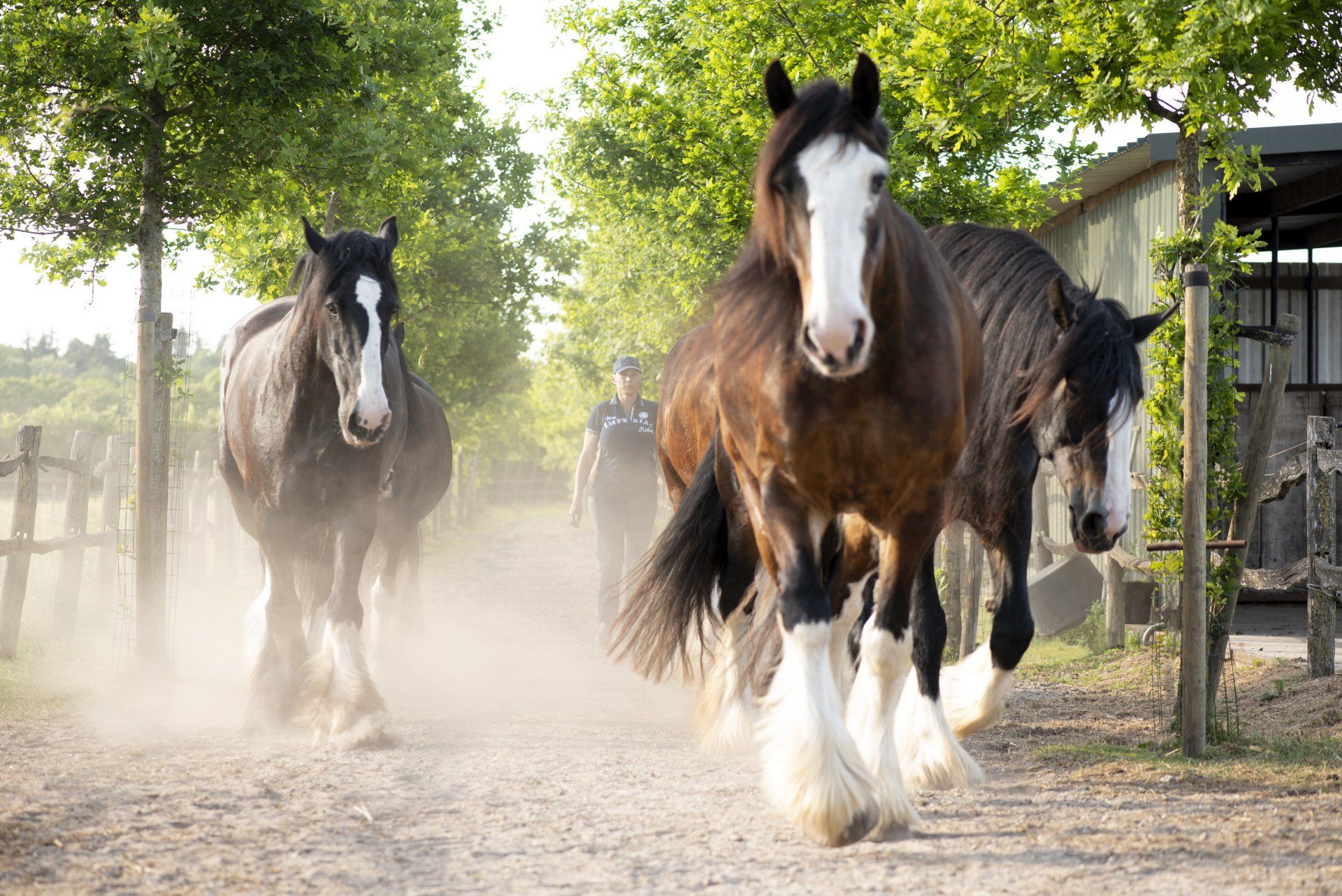 Drie bruin-witte paarden rennen over een stoffig pad in de richting van de kijker.