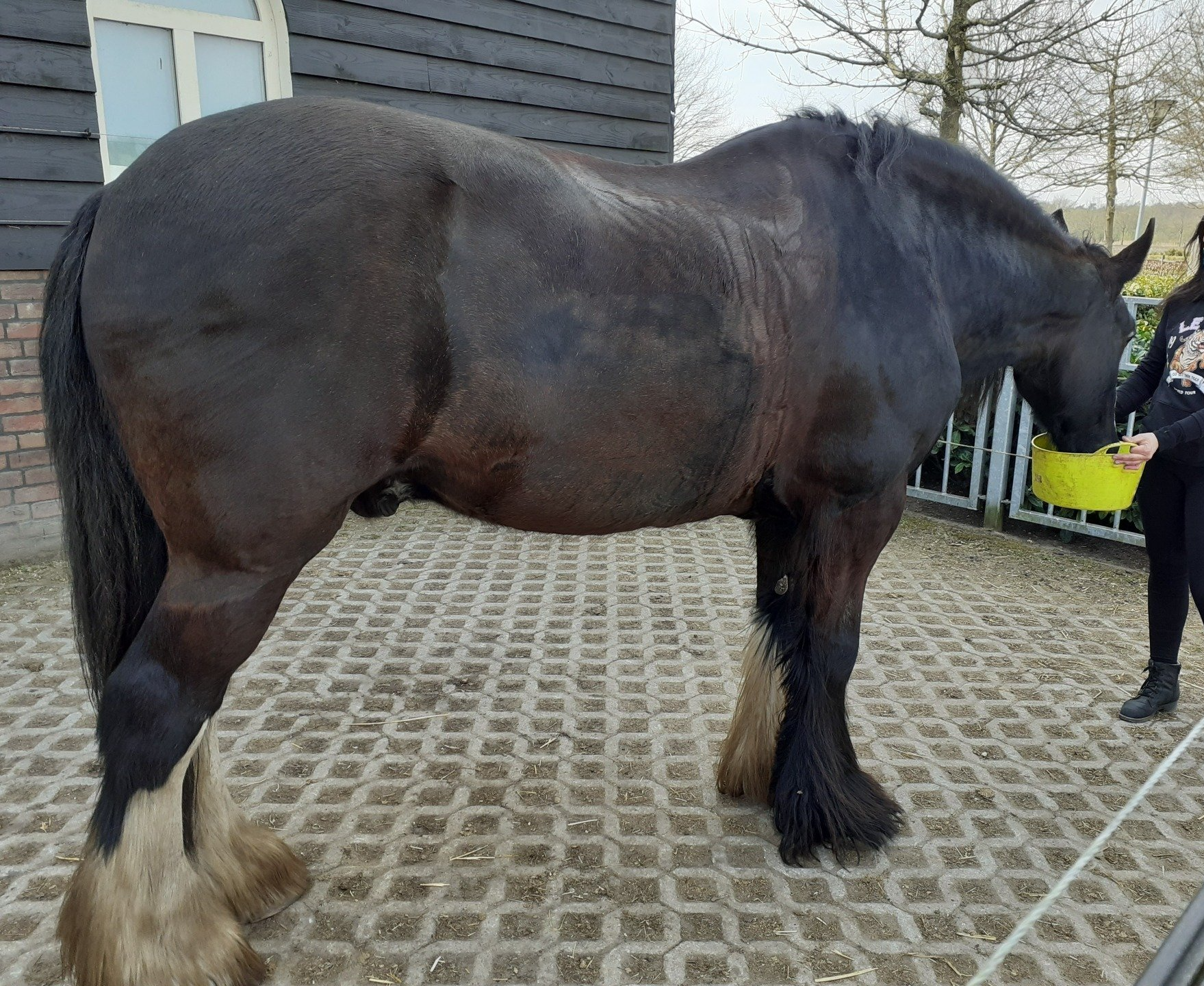 Een zwart trekpaard eet uit een gele emmer en staat buiten op een verharde ondergrond.