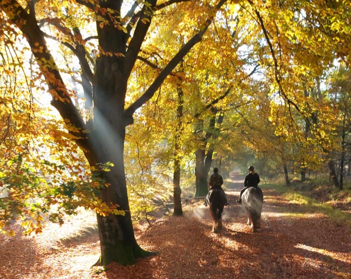 Twee ruiters te paard op een zonovergoten herfstbospad met gouden bladeren.