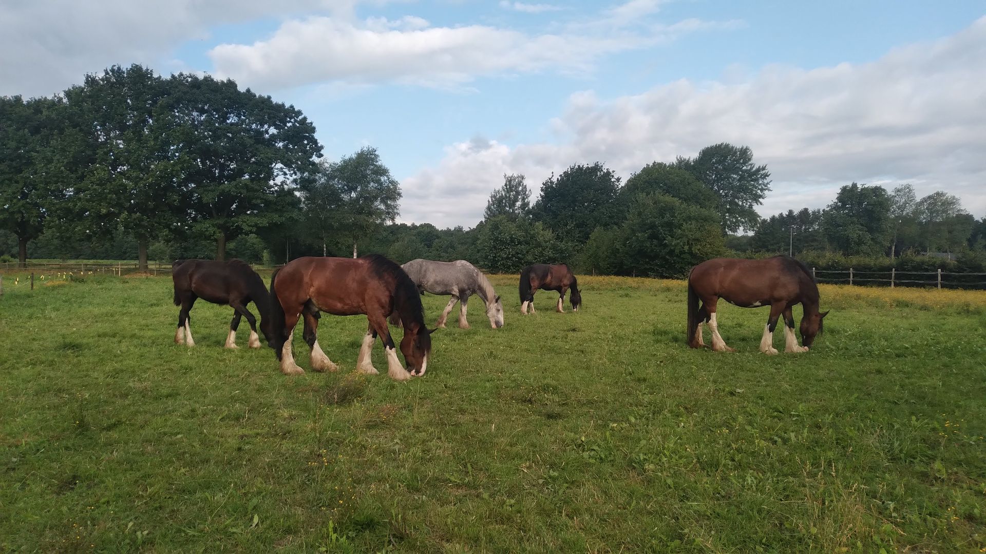 Shires op de wei.