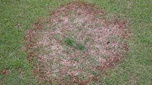 Lawn Fungus