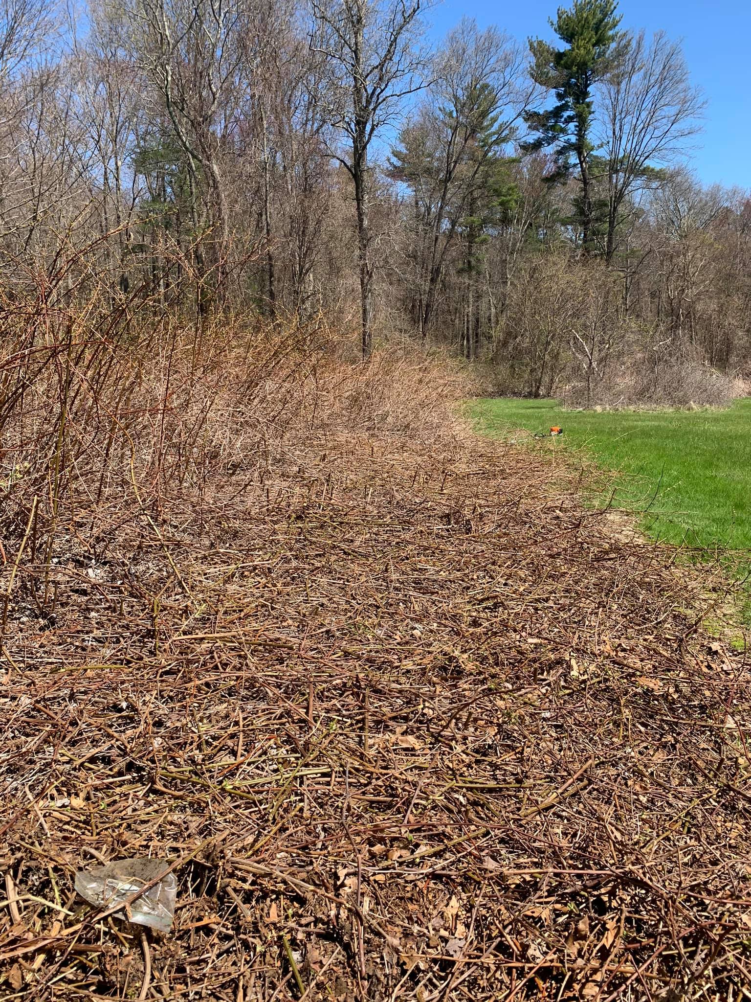 There is a lot of leaves on the ground in the woods.