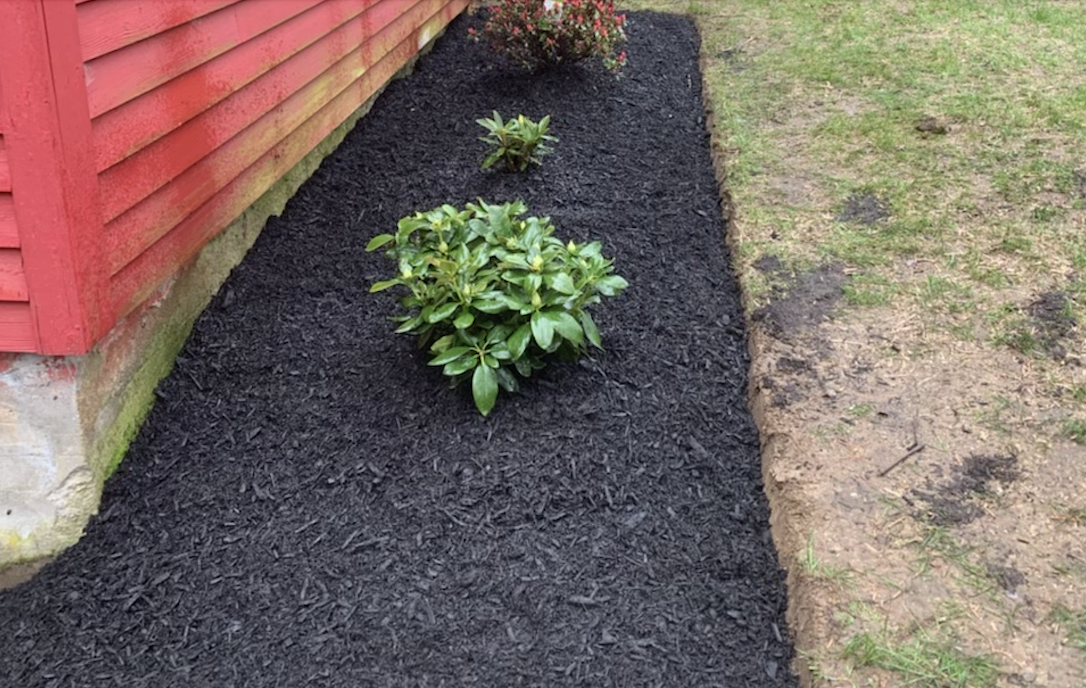 A small plant is growing in a garden next to a red house.