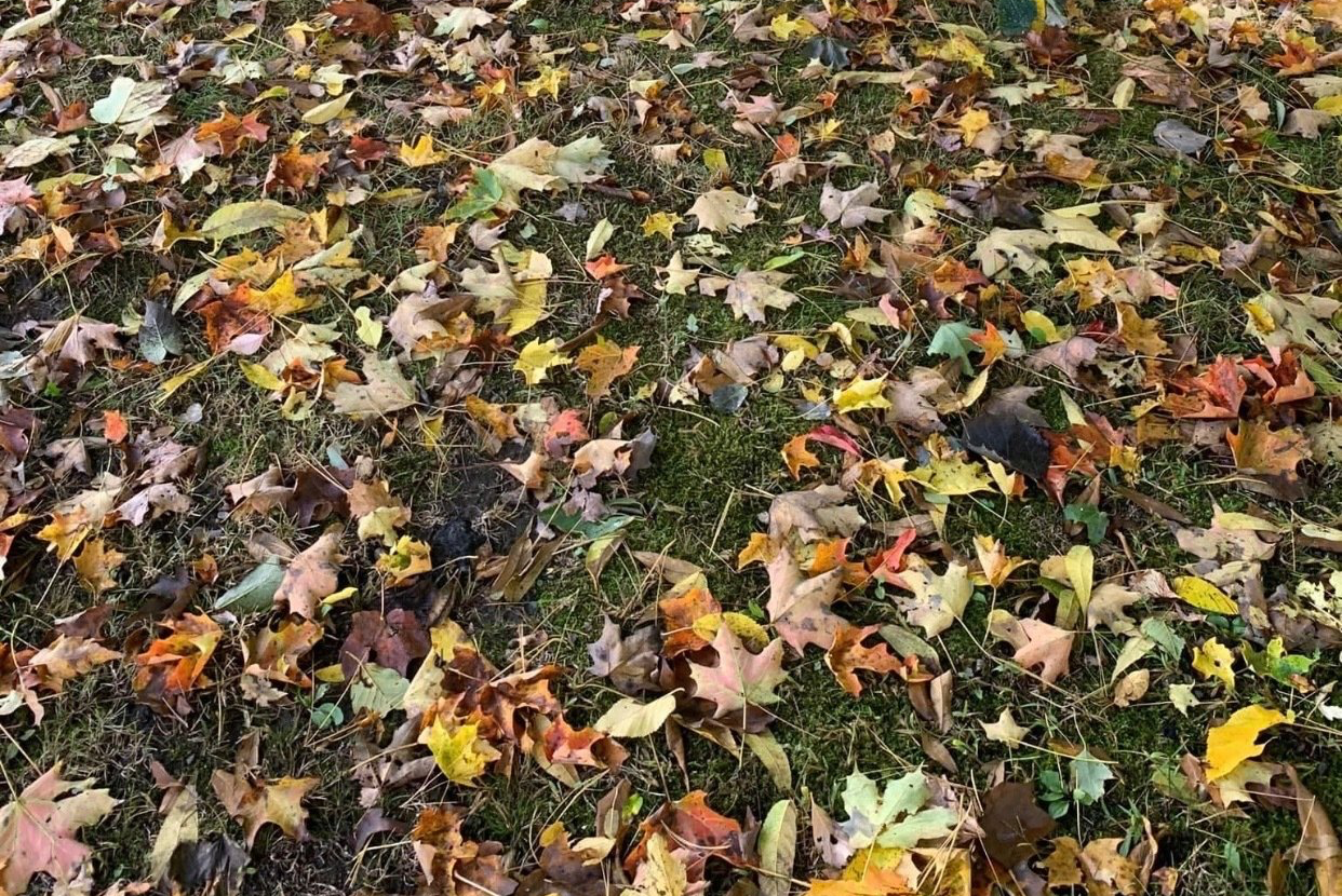 A bunch of leaves are laying on the ground.