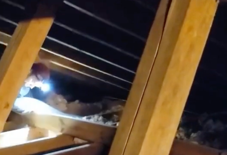 Person in attic with flashlight, examining insulation near wooden beams. Dark setting.