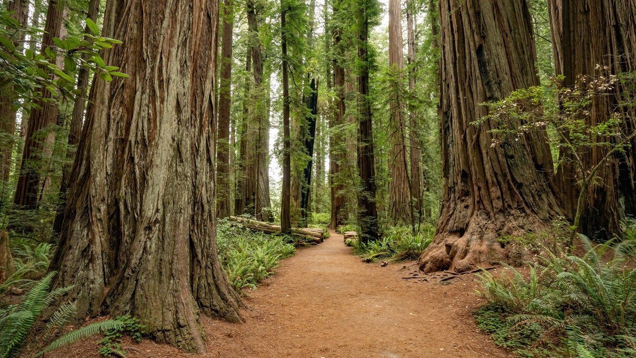 Dirt path winds through a redwood forest with tall, brown trees and green undergrowth.