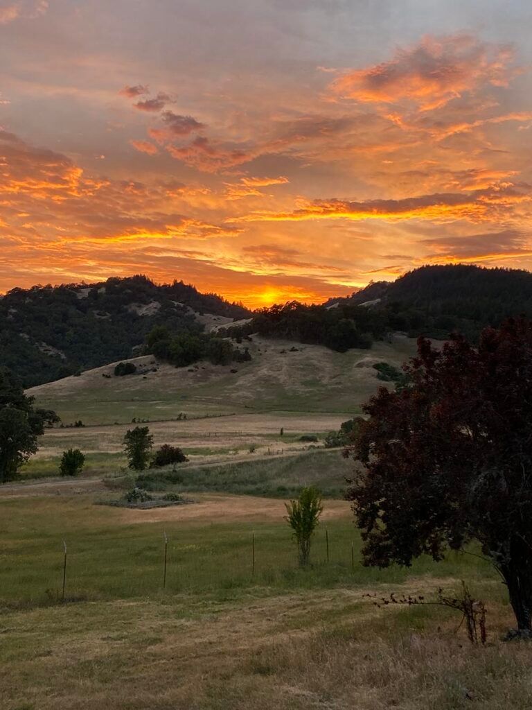 Sunset over grassy hills and trees; orange and yellow sky.