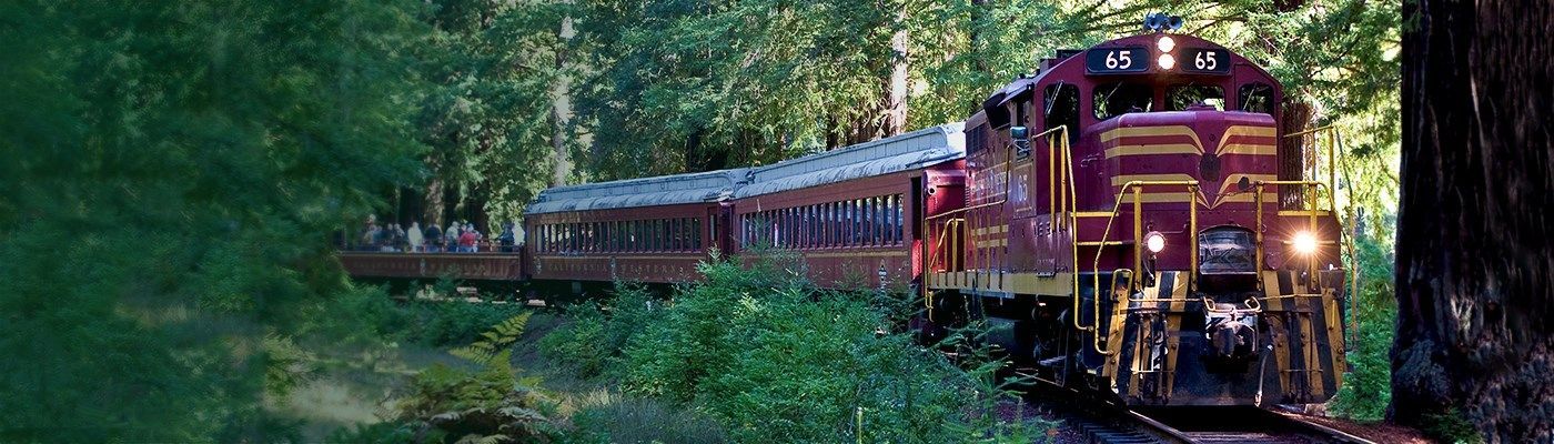 Train travels through lush green forest.