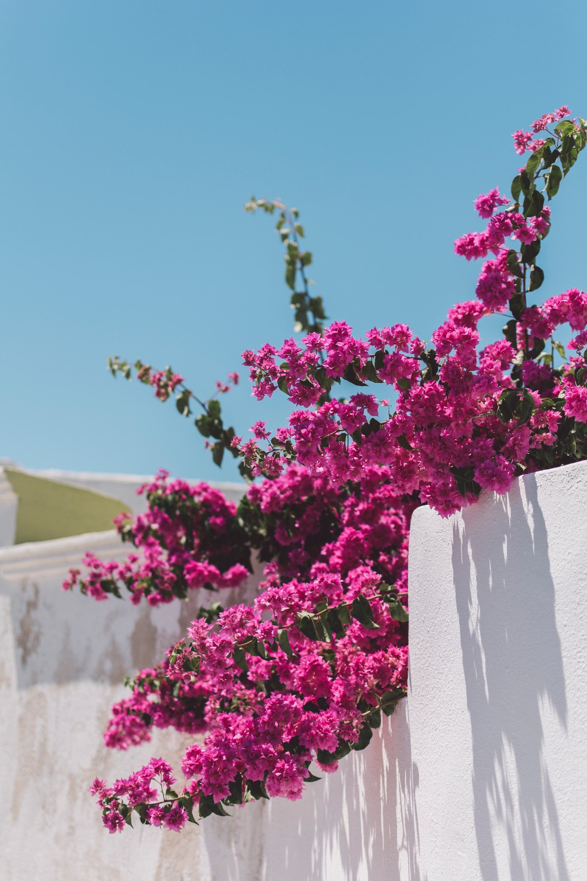 Bright pink bougainvillea flowers cascade over a white wall against a clear blue sky.