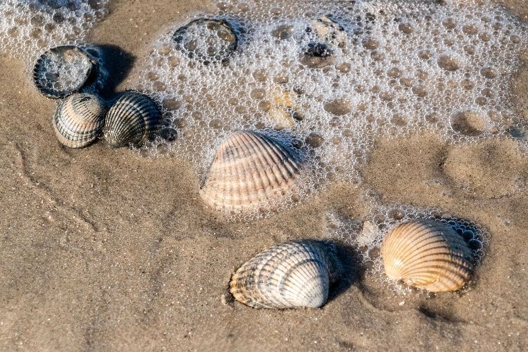 Seashells on wet sand as foamy waves wash over the shore.