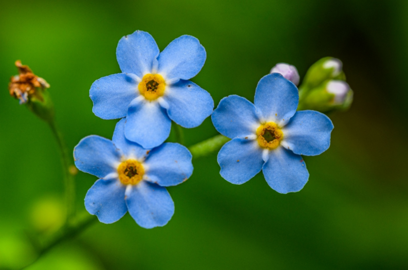Three blue flowers with yellow centers against a green blurred background