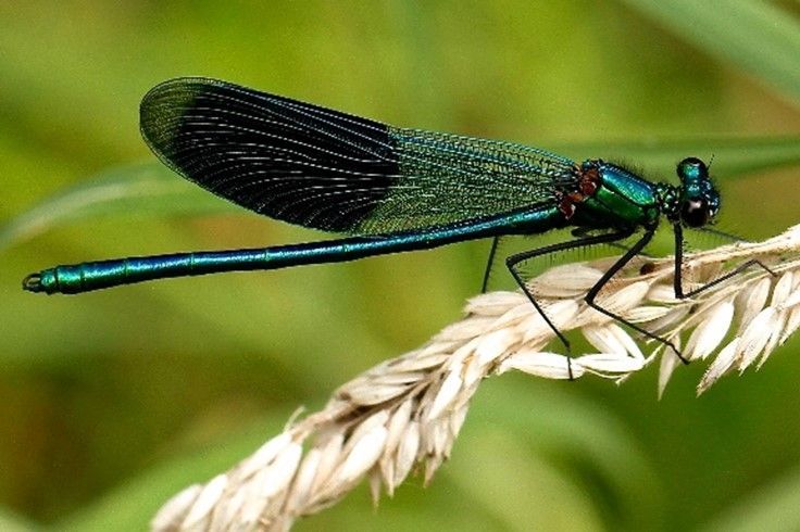 A dragonfly is perched on a plant stem.