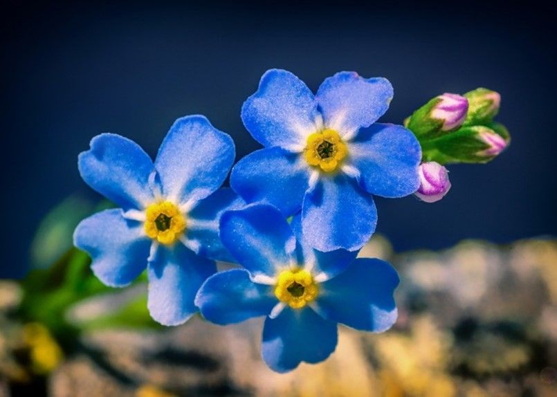 A close up of three blue flowers with a yellow center.