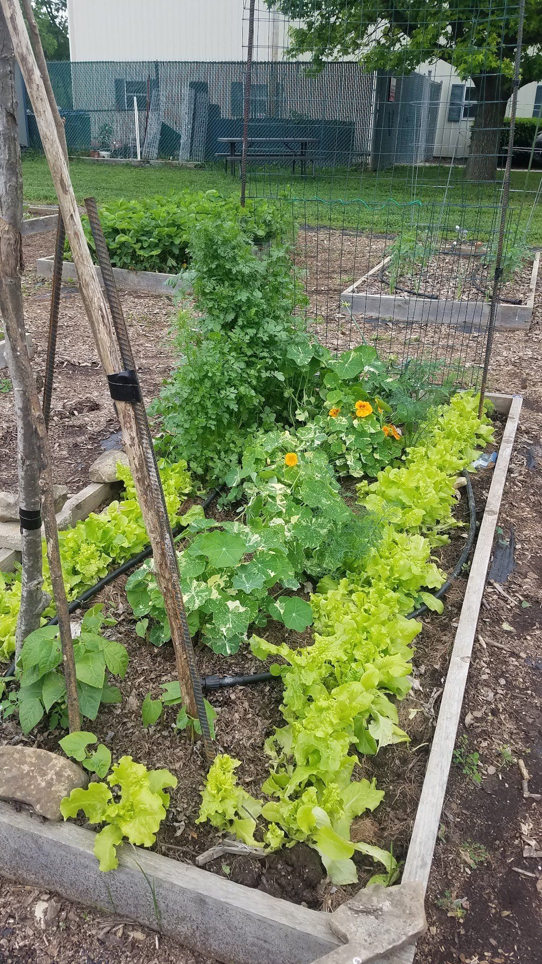 Community Garden plants