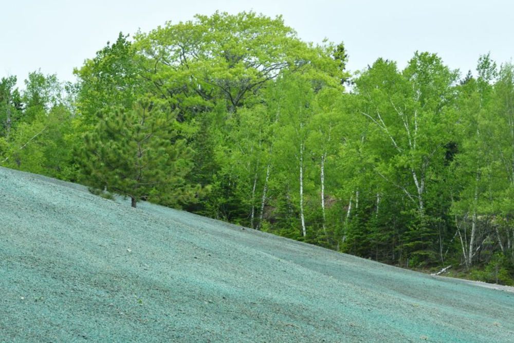 A steep slope covered in light-blue, seeded hydro-mulch sits in front of a line of bright green trees under a pale sky.
