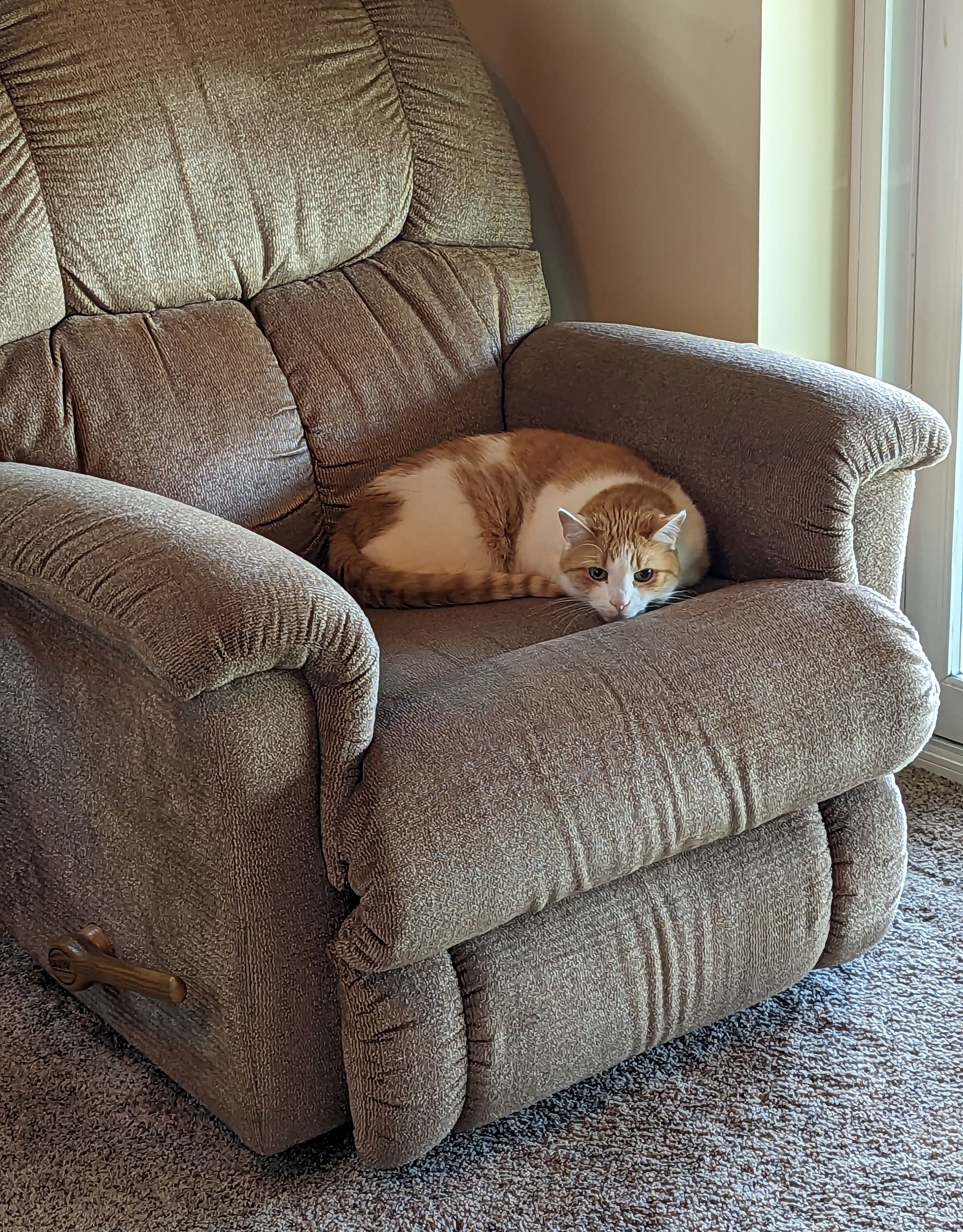 Cat on chair