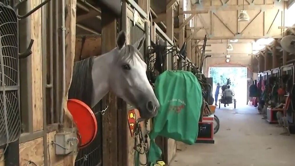 A horse in a stable with a green blanket on it