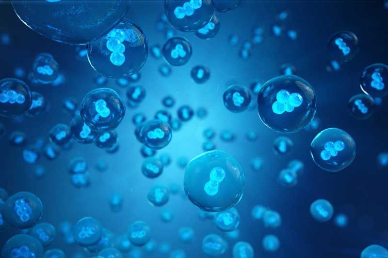 A bunch of blue jellyfish are floating in the water.