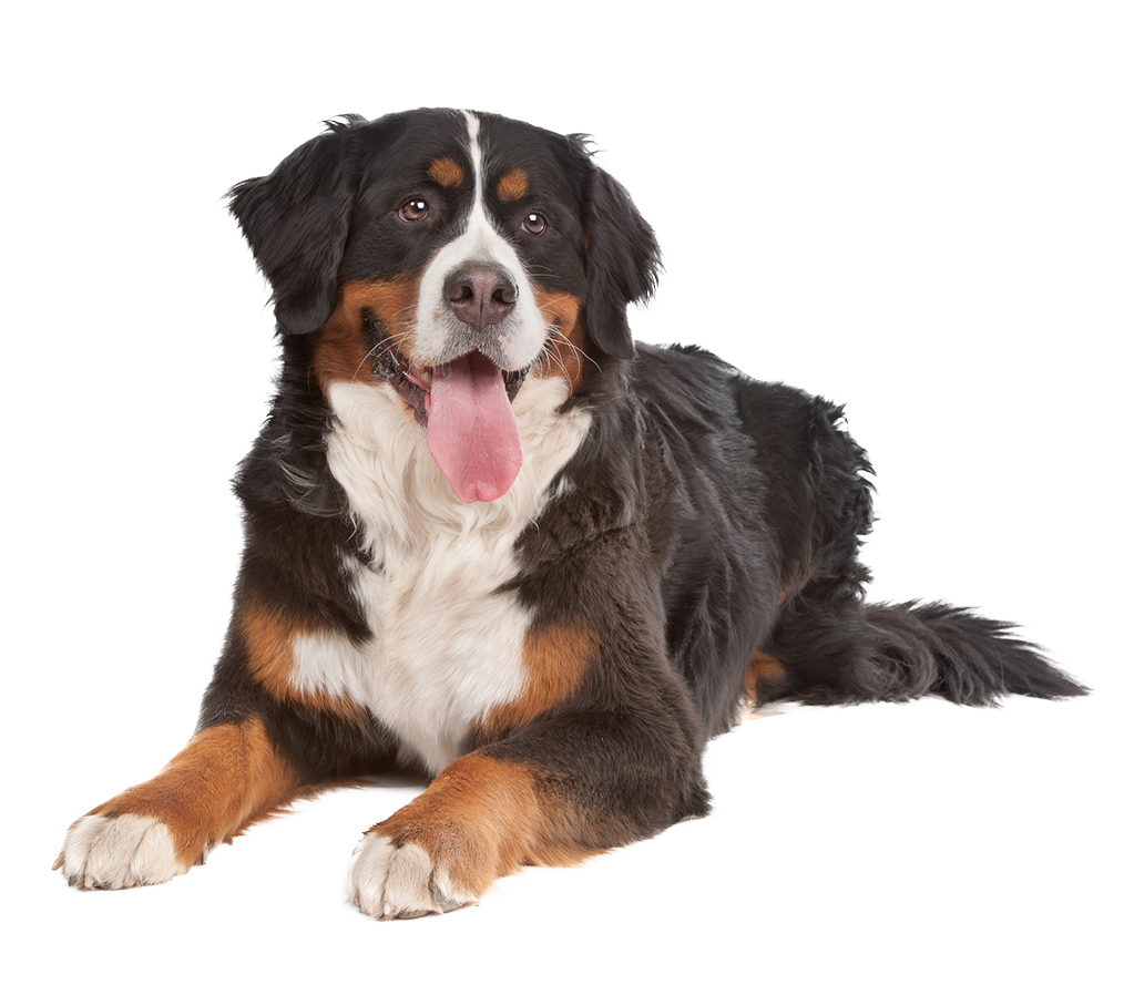 overnight dog care