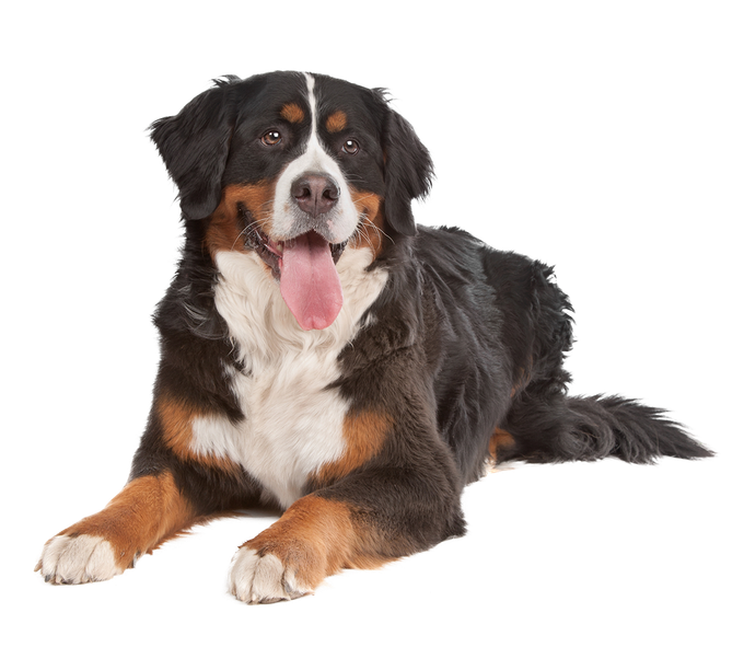 Overnight dog care