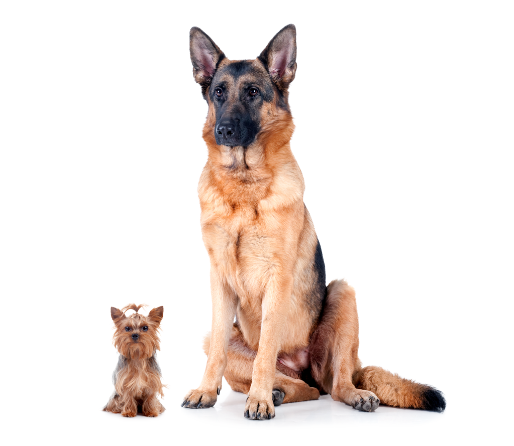 Dog daycare